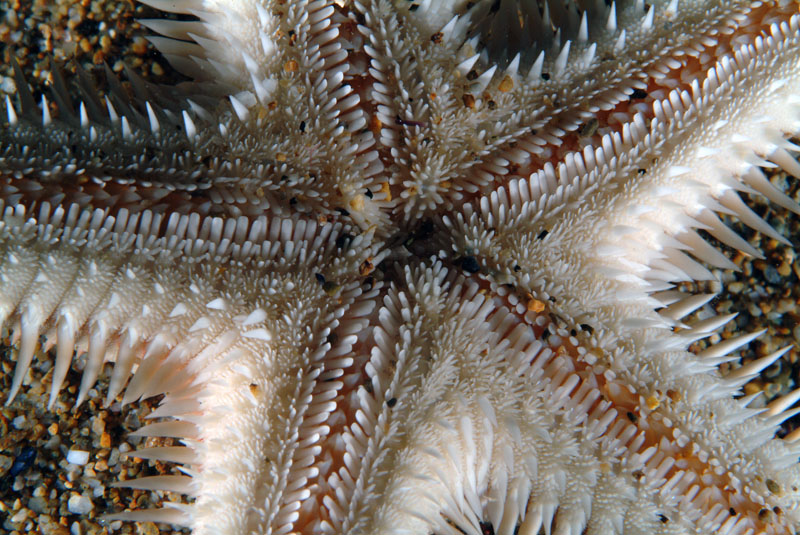 Astropecten irregularis e Astropecten aranciacus